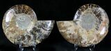 Polished Ammonite Pair - Million Years #21453-1